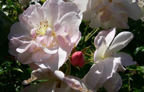 Bois des Moutiers (98) Juin 2012